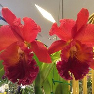 Sunrise Tacos Mexican Grill Siam Square One