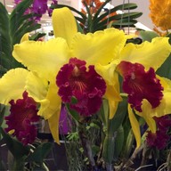 Sunrise Tacos Mexican Grill Siam Square One