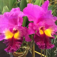 Sunrise Tacos Mexican Grill Siam Square One