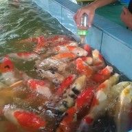 ป้าขาว หมูโสร่ง