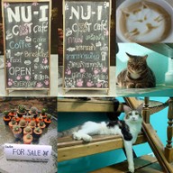 NU-I Samui Cat Café & Coffee Club