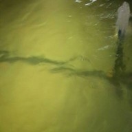 บางนาซีฟู๊ด บุฟเฟ่ต์ทะเลเผา