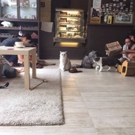 Purr Cat Cafe Club