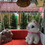 sweet cat