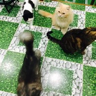 NU-I Samui Cat Café & Coffee Club