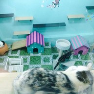 NU-I Samui Cat Café & Coffee Club