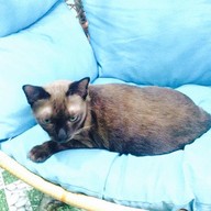 NU-I Samui Cat Café & Coffee Club