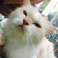 NU-I Samui Cat Café & Coffee Club