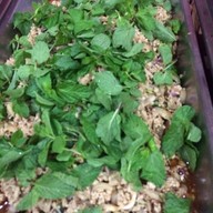 สวนอาหารพรประเสริฐ