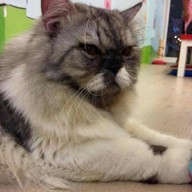 Cat Cafe By Lila