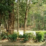 เพลินมาลี