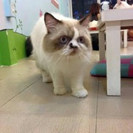 Cat Cafe By Lila