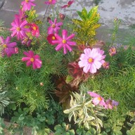 สวนอาหารร้านแหลมแท่น บ้านโคกศรี