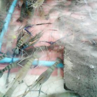 ลำปาวกุ้งเผา  สาขา 2