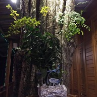 ที่นี่...รุจิ