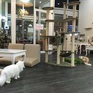 บรรยากาศ กลม Cat Cafe