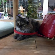 กลม Cat Cafe