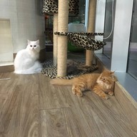 บรรยากาศ กลม Cat Cafe