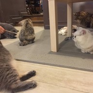 Purr Cat Cafe Club