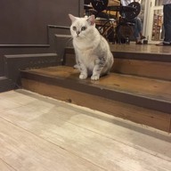 Purr Cat Cafe Club