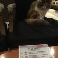 Purr Cat Cafe Club