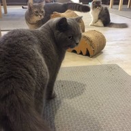 Purr Cat Cafe Club