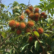 บรรยากาศ Boonsiri Kitchen