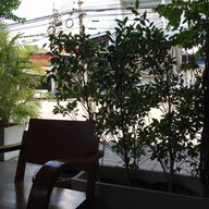 บรรยากาศ กาแฟข้างวัด ศิริราช