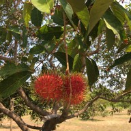 บรรยากาศ Boonsiri Kitchen