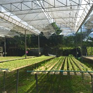 แม่หญิง โตเกียว