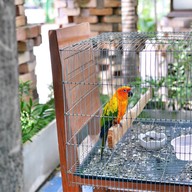 ครัวบาหลี พิษณุโลก