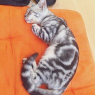 Hug Meow Cafe