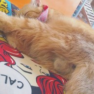Hug Meow Cafe