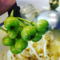 เมนูของร้าน ขนมจีนแม่ยาย เส้นสดน้ำแกงปูม้า