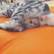 Hug Meow Cafe