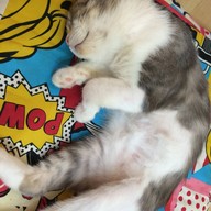 Hug Meow Cafe