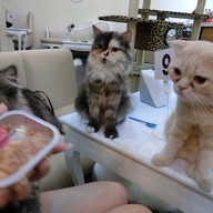 กลม Cat Cafe