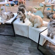 กลม Cat Cafe