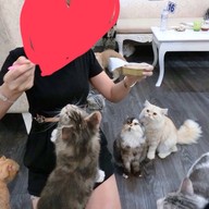กลม Cat Cafe