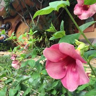 บ้านสวนน้อย รีสอร์ท (บ้านฮอบบิท)