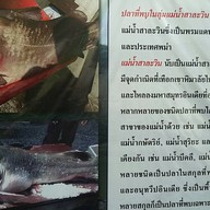ปลาสาละวิน