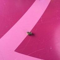 ก๋วยเตี๋ยวเรือเฮียชาย