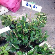 เมนูของร้าน ตลาดนัดสวน 200 ปี