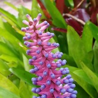 โครงการหลวงดอยอินทนนท์ (Royal Project Inthanon)