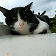 บรรยากาศ Cat Cafe Chiang Rai