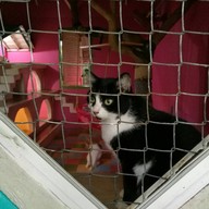 บรรยากาศ Cat Cafe Chiang Rai