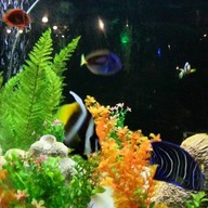 ครัวสวนปลา