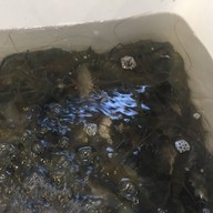 เมนูของร้าน Venice seafood buffet