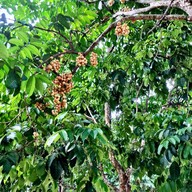 เมนูของร้าน โอ๊คนัด คอฟฟี่ & รีสอร์ท