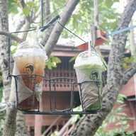 คอฟฟี่ซาวด์ 2499